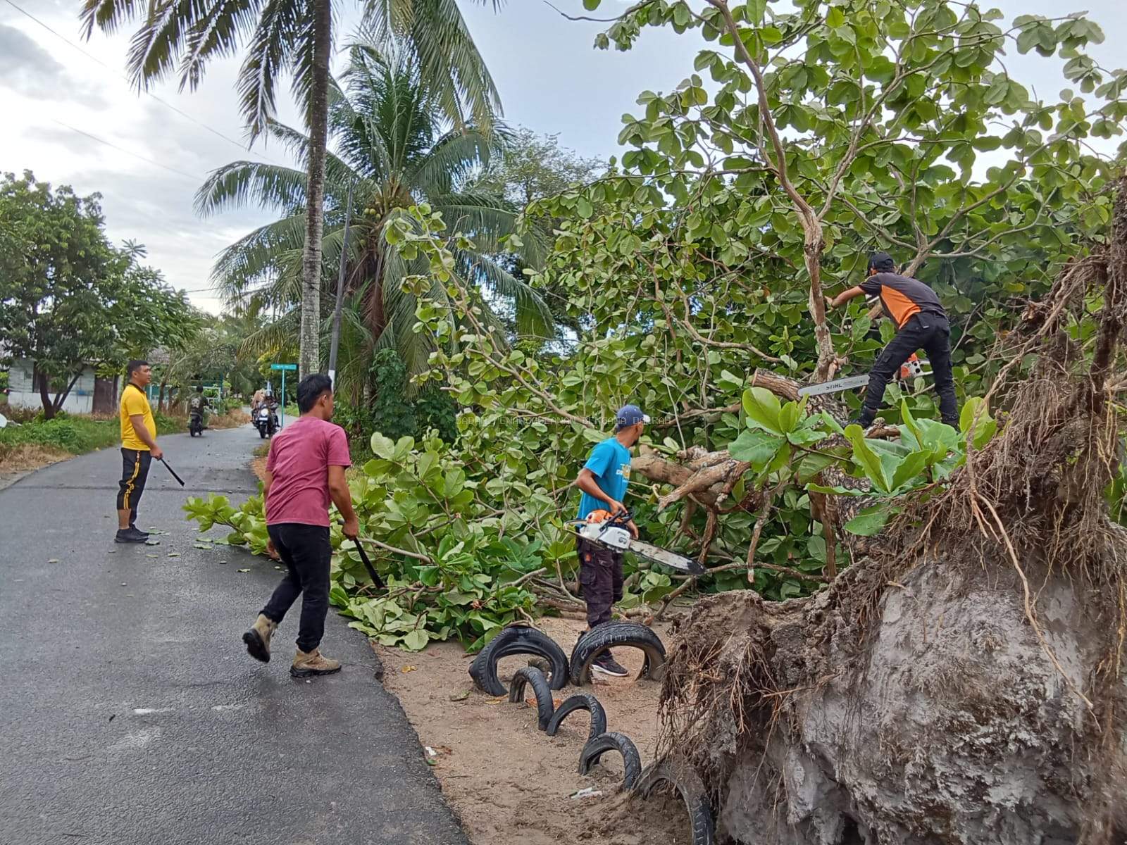 ANGIN KENCANG MENGAMUK, POHON TUMBANG DI 2 LOKASI SEKALIGUS 